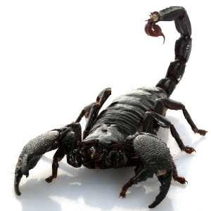 The Scorpions Of Stupidity