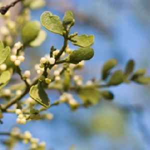 Mistletoe May Help Treat Colon Cancer