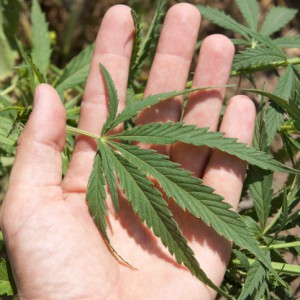 S.C. Man Grows Pot For Sick Wife, Faces Lengthy Prison Sentence