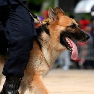Supreme Court Throws Cop Dogs A Bone While Leashing People