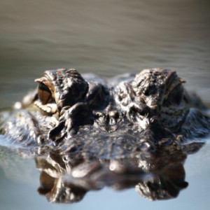 Florida Cop: I’ll Feed You To The F*cking Gators