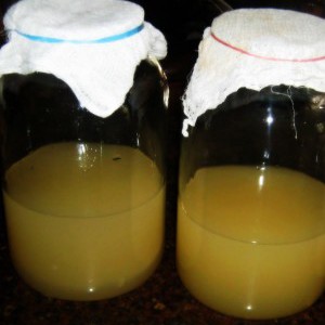 Mother’s Milk: Grow Your Own Vinegar