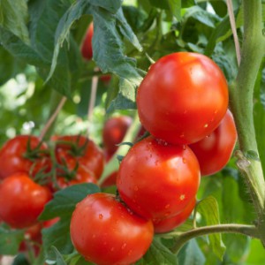 Gardening Supply Purchase Leads To Police Surveillance, Drug Raid