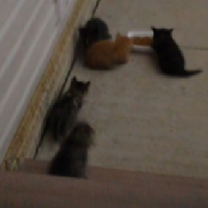 ‘Kitty Heaven’: Ohio ‘Humane’ Officer Shoots Five Kittens As Kids Watch, Mom Pleads