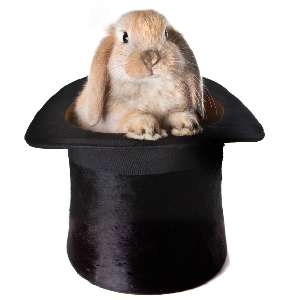 The Magician’s Rabbit And Bureaucratic Idiocy