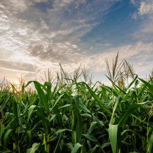 GMOs Hiding In Plain Sight