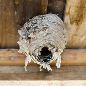 The President Who Kicked The Hornet’s Nest