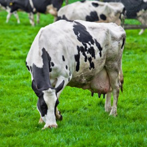 A Raw Milk Farmer Takes On The Milk Lobby