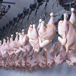 Consumer Groups Want More Oversight Of Poultry Industry