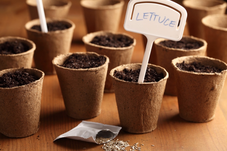 Planting seeds