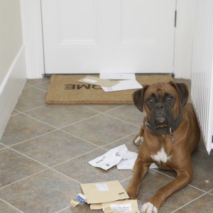 Lawmaker Mocks IRS With ‘The Dog Ate My Tax Receipts Act’