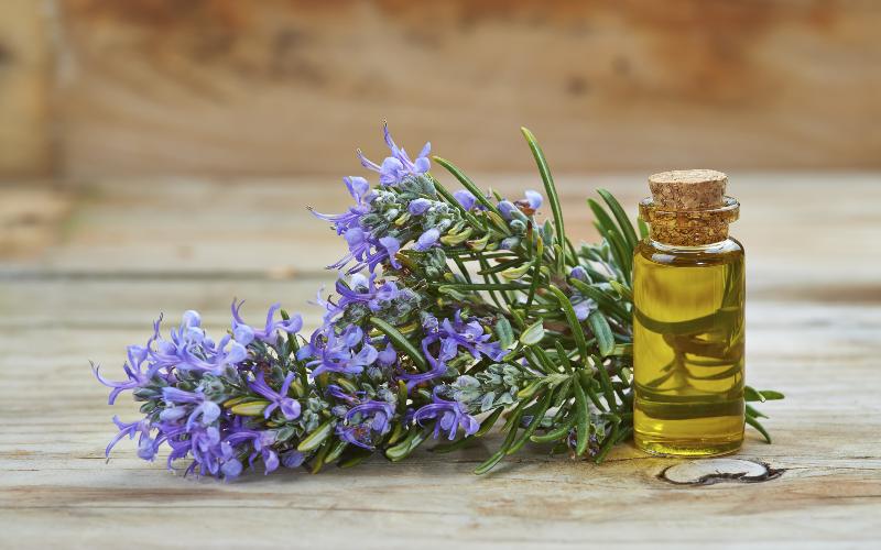 the-powerful-healing-qualities-of-rosemary-essential-oil