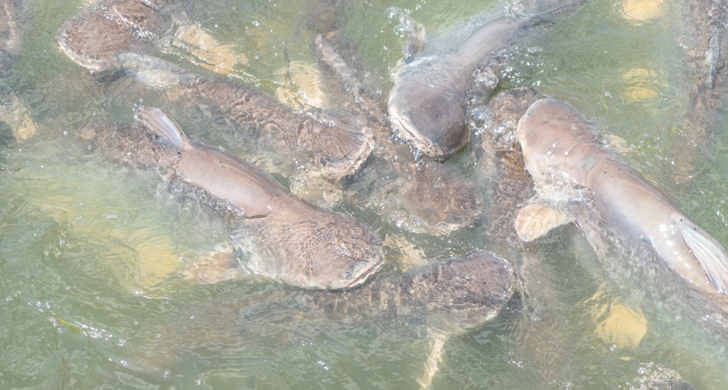 stocking a variety of fish will hook you on aquaponics